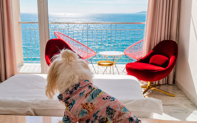 The 5 best pet-friendly hotels for travelling with your pet