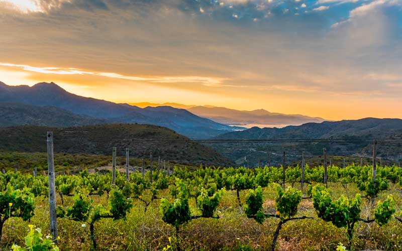 Ruta del vino DO Empord&agrave; bodegas Alt y Baix emporda Costa Brava