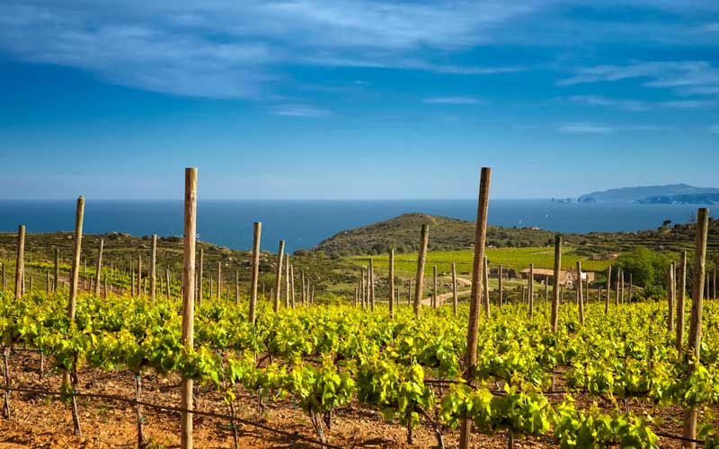 Bodegas del Alt Empord&agrave; en la Ruta del vino DO Empord&agrave;