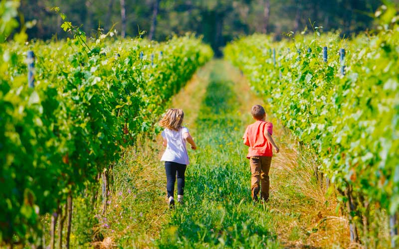Recorrer la Ruta del vino DO Empord&agrave; entre vi&ntilde;edos de la Costa Brava
